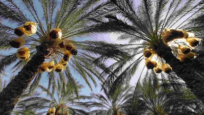 The date palm has been a friend to people in the Arab world and beyond for thousands of years, yet its strengths continue to amaze and there are more to uncover. Louafi Larbi / Reuters