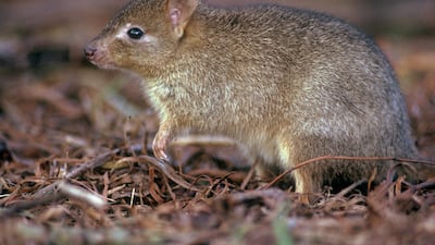 Woylie or brush-tailed bettong (Bettongia penicillata). Getty Images