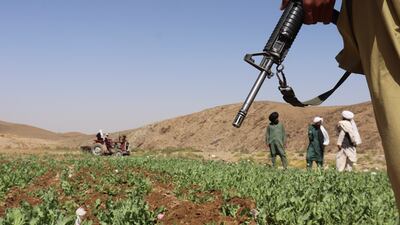 The Taliban plough up a poppy field in Washir district, in the southern Afghan province of Helmand, as part of a campaign to stop opium and heroin production. AP