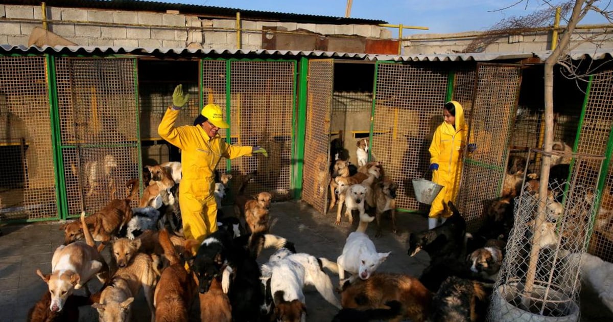 Iran Dogs Iran’s stray dogs find care at rare shelter | The National