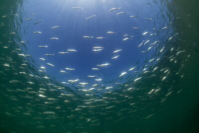 The mangroves of Sharjah's Khor Kalba are rich with fish and other marine life. Photo: Michel Rogg