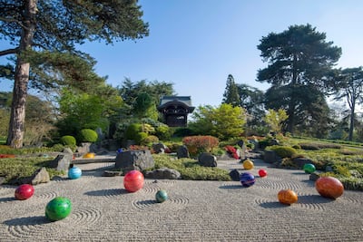 Chihuly's 'Niijima Floats', shown here in the Japanese garden, are some of the largest glass spheres ever blown, measuring up to 40 inches across. Courtesy of Chihuly Studio.