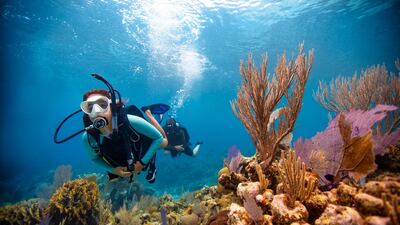 The UAE offers a range of diving courses and experiences. Courtesy Padi
