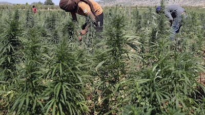 Workers cultivating plants at a cannabis plantation in the village of Yammouneh in Lebanon's eastern Bekaa Valley. AFP, file