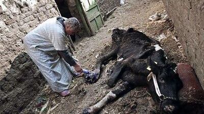 Egyptian farmer Sami Said Abd Al Galil treats one of his cows affected by the foot-and-mouth disease at a farm in the province of Al Minufiyah late last month.