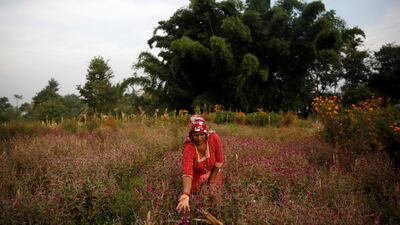 A woman picks globe amaranth flowers, used to make garlands and offer prayers, before selling them to the market for the Tihar festival, also called Diwali, in Bhaktapur, Nepal October 21, 2019. Reuters
