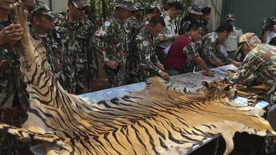Thailand's national parks and wildlife officers examine the skin of a tiger at the "Tiger Temple," in Saiyok district in Kanchanaburi province, west of Bangkok, Thailand on June 2, 2016. AP Photo