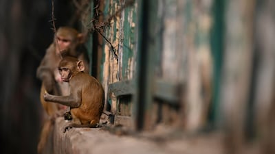 At the heart of the urban monkey problem is the fact much of the primates' natural habitat has been destroyed, forcing them to forage for food in towns and cities.