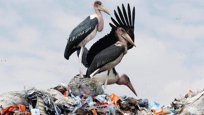 Marabou storks stand on a pile of recyclable plastic materials at a refuse site on the outskirts of Nairobi. Thomas Mukoya / AP Photo