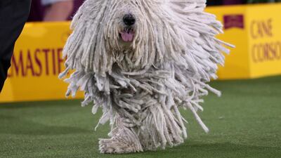Attison, a komondor dog, competes at the 145th Westminster Kennel Club Dog Show at Lyndhurst Mansion in Tarrytown, New York. Reuters