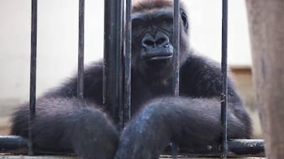 The 20,000 square metre park is constantly criticised, with even officials admitting animals have hardly any space.