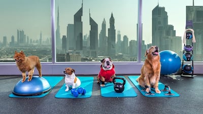 No expenses are spared when it comes to these dogs. Courtesy Jumeirah
