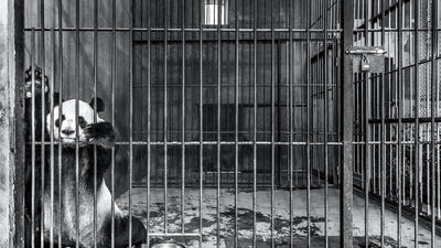 Captive by Marcus Westberg, Sweden. A giant panda sits in its cage in a breeding centre in Shaanxi, China. With a growing wild population and no realistic plan of how to breed and raise pandas for rerelease into the wild rather than a life in captivity – not to mention lack of habitat being the largest barrier to the continued spread of the wild population – it is unclear how such centres will benefit the species. © Marcus Westberg - Wildlife Photographer of the Year