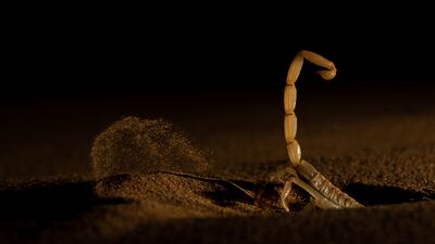 Sitaram Raul from India won a bronze in the Behaviour - Invertebrates category. He took a picture of a scorpion in Rajasthan, India