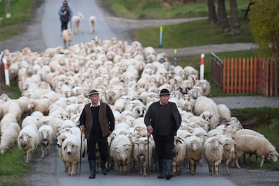 Shepherds and friends Krzysztof Bachleda-Curus (L) and Stanislaw Gubola (R) lead a flock of sheep in the village of Podwilk, Lesser Poland region, on October 21. Loneliness afflicts people of all ages and regions. For men and women, making and keeping connections as we age is necessary to ward off isolation. AFP