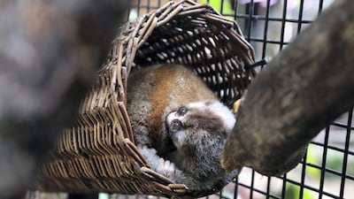 The gender of the offspring is still unknown, as it spends most of its time sleeping next to its parents. The team will be more hands-on with Baby Loris in the coming weeks. Chris Whiteoak / The National