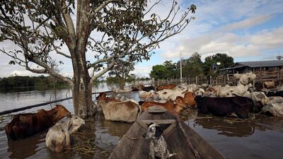 A dog is seen on a canoe next to cattle on the banks of the Solimoes river that flooded the rural municipality of Manacapuru, in Amazonas state, Brazil. Reuters