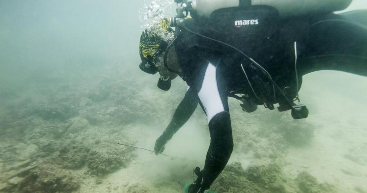 Clean Undersea In pictures: World’s largest underwater clean-up in the UAE? | The National