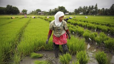 A female worker looks on as she and her colleagues plant paddy crop at a paddy field in Indonesia’s Banten province on March 7. Beawiharta / Reuters