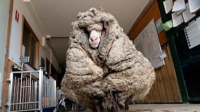 Sheep Baarack is seen before his thick wool was shorn, enabling him to see, in Lancefield, Victoria, Australia. Reuters