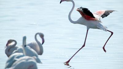 Flamingos at theAl Wathba Wetland Reserve in Abu Dhabi. Christopher Pike / The National