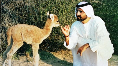 Sheikh Mohammed with the first cama, born after a camel was cross-bred with a llama, in 1998. AFP