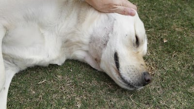 Finja’s shaved neck shows her injuries from a spider or snake bite while she was being taken for a walk in Dubai’s The Lakes. Jeffrey E Biteng / The National