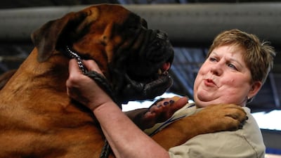 Sherry Boldt and her gentle giant Bullmastiff called Marshall. Photo