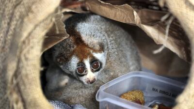 An abandoned slow loris was named Lonely Loris when it was rescued from Dubai's streets. The primate is drawing big crowds to his new home at The Green Planet in the emirate. ( Pawan Singh / The National )