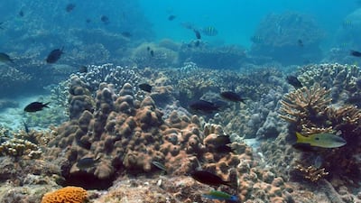 Coral reefs act as nurseries and feeding grounds for many marine organisms. Courtesy Emirates Natural History Group and Dr John Burt