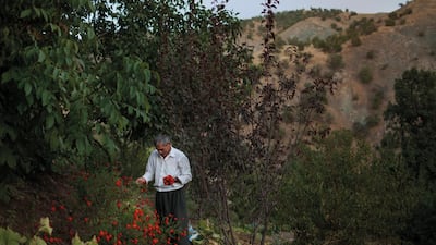 SER AW, IRAQ: Mohammed Haji Mehedin picks marigolds.