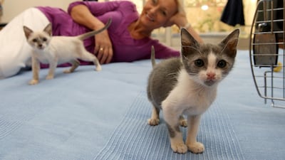 Lesley Muncey pals around with some of the cats at her home in Al Gharhoud, Dubai. Pawan Singh / The National