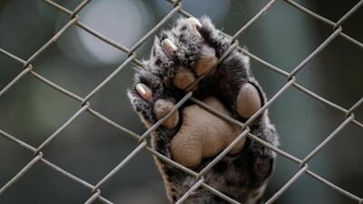 An adult male jaguar named Guarani places his paw on the grid while receiving veterinary care, food and treatment at NGO Nex Institute in Corumba de Goias, Goias State. Reuters