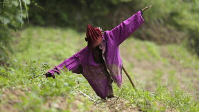 A scarecrow stands in a field at Heshan village in Shimen county. Jason Lee / Reuters