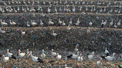 Storks are carnivorous, eating a range of reptiles, small mammals, insects and fish.