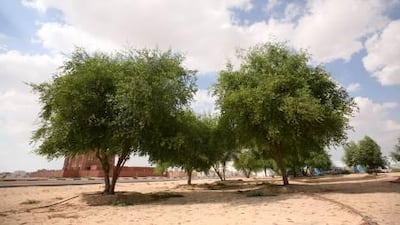 The Al Sidr tree, also known as the Lote tree, has medicinal values.