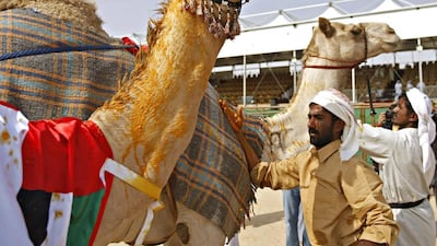 A camel at last year’s Al Dhafra Festival has its neck and head rubbed with a saffron mixture in a tradition honouring its first-place status in a contest. This year’s festival will begin on December 14. Jeff Topping / The National