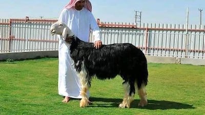 Farmers look for leanness, height, neck length, head size, fleece quality and jaw width when buying sheep.