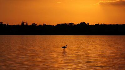 A flamingo walks during the sunset in a salt lake in Larnaca, Cyprus. Yiannis Kourtoglou / Reuters