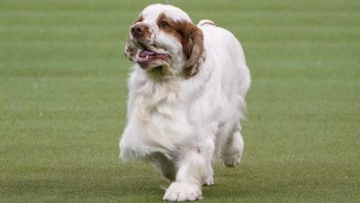 Hey Howie: A Clumber spaniel named Howie takes part in the Sporting group competition. Reuters