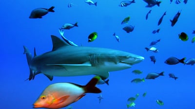 Lemon shark. Typically found in tropical and coastal waters, Sicklefin lemon sharks can grow up to 3.5m. They are ranked as vulnerable by the IUCN. Valerie Macon / AFP