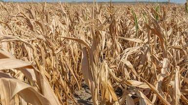 Spring and summer crops have been disastrous this year in Europe. Bloomberg