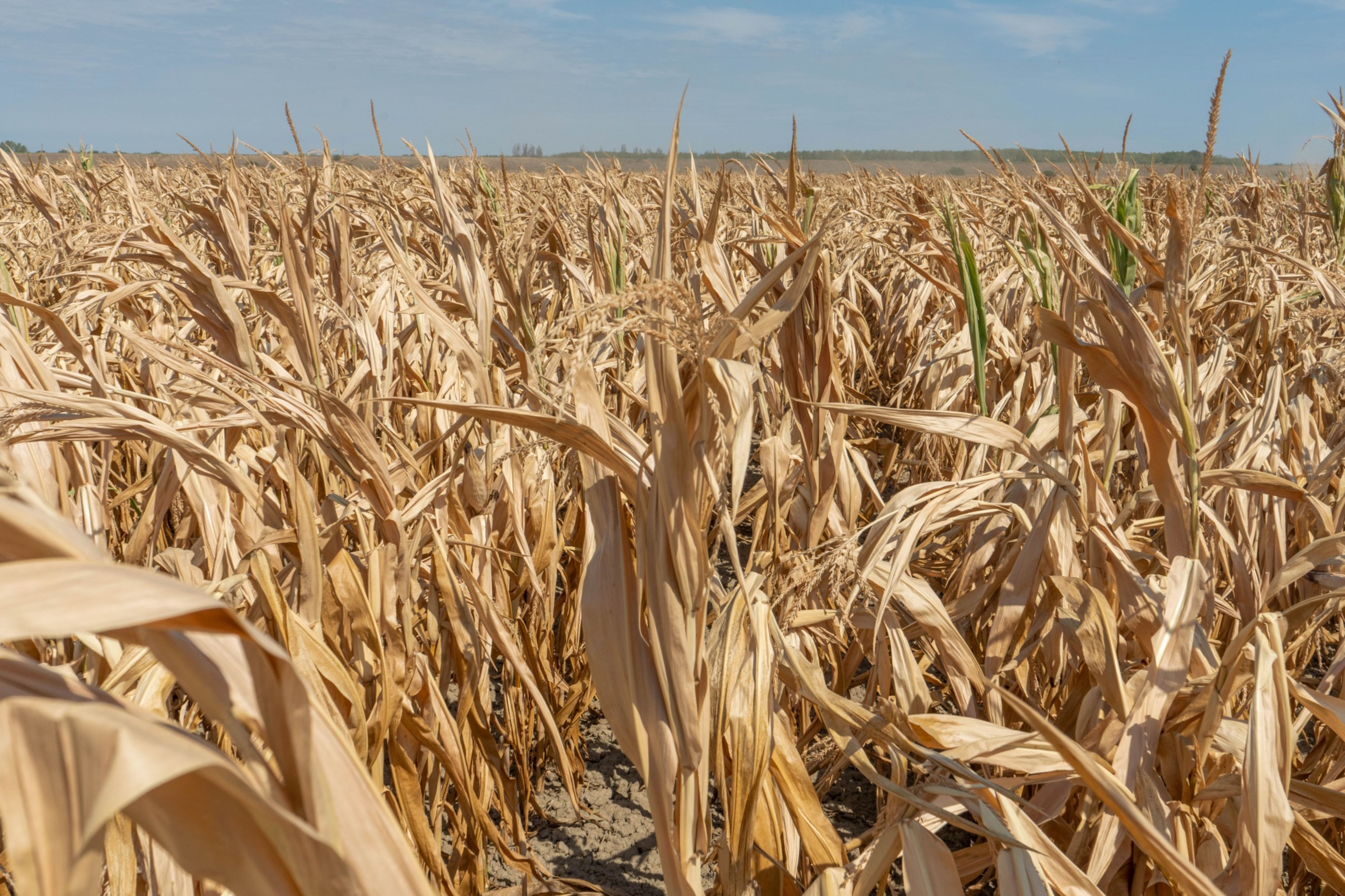 Severe European Heatwave and Drought Cause Agricultural Losses Totaling 3.6 Billion Dollars