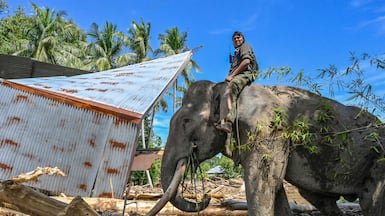 A mahout riding a Sumatran elephant helps clear tree debris following flash floods in Meureudu, Indonesia. AFP
