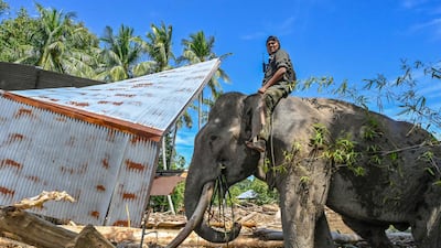 A mahout riding a Sumatran elephant helps clear tree debris following flash floods in Meureudu, Indonesia. AFP