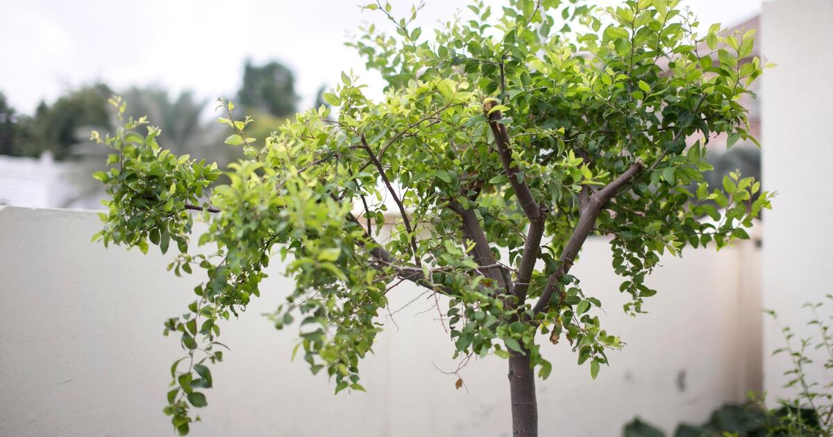 Sadr Tree Sidr trees planted in Ras Al Khaimah to help clean the air | The National