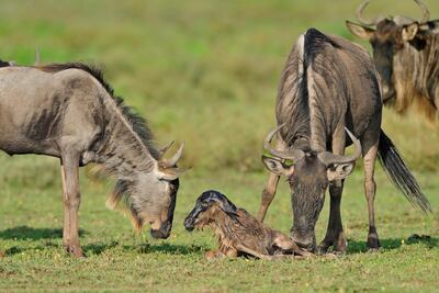 A newborn wildebeest in the Serengeti. Getty images