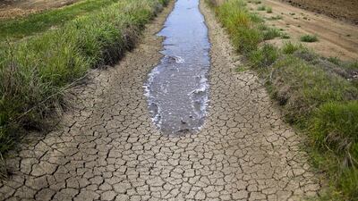 Water crises and conflict top the WEF risk-list. Above, irrigation water runs along a dried-up ditch between rice fields in California. Jae C. Hong / AP Photo
