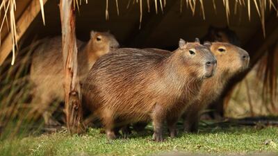 Five new capybaras are seen exploring the new exhibit at Taronga Zooin Sydney, Australia. Getty Images