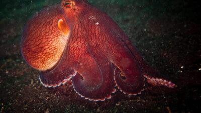 Some octopuses are more poisonous than others. Although the venom of most results in a stingy rash, a bite from a blue-ringed octopus can paralyse an adult in minutes. Getty Images